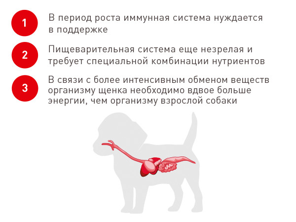 особенности корма для щенков чихухуа Роял Канин