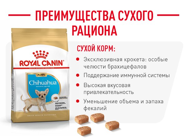 Преимущества сухого корма Роял Канин для чихуахуа щенков