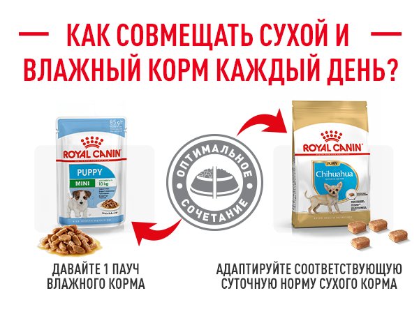 Как кормить щенков чихухуа кормом Роял Канин